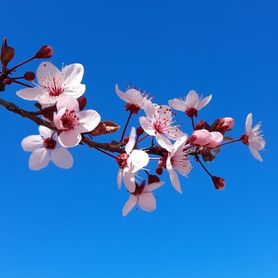 flowers, almond blossoms, pink flowers-7428033.jpg